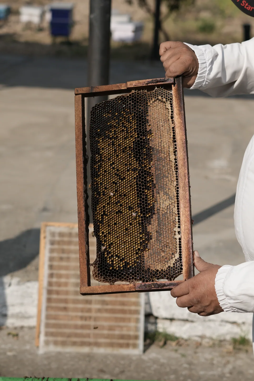 Golden honeycomb frame