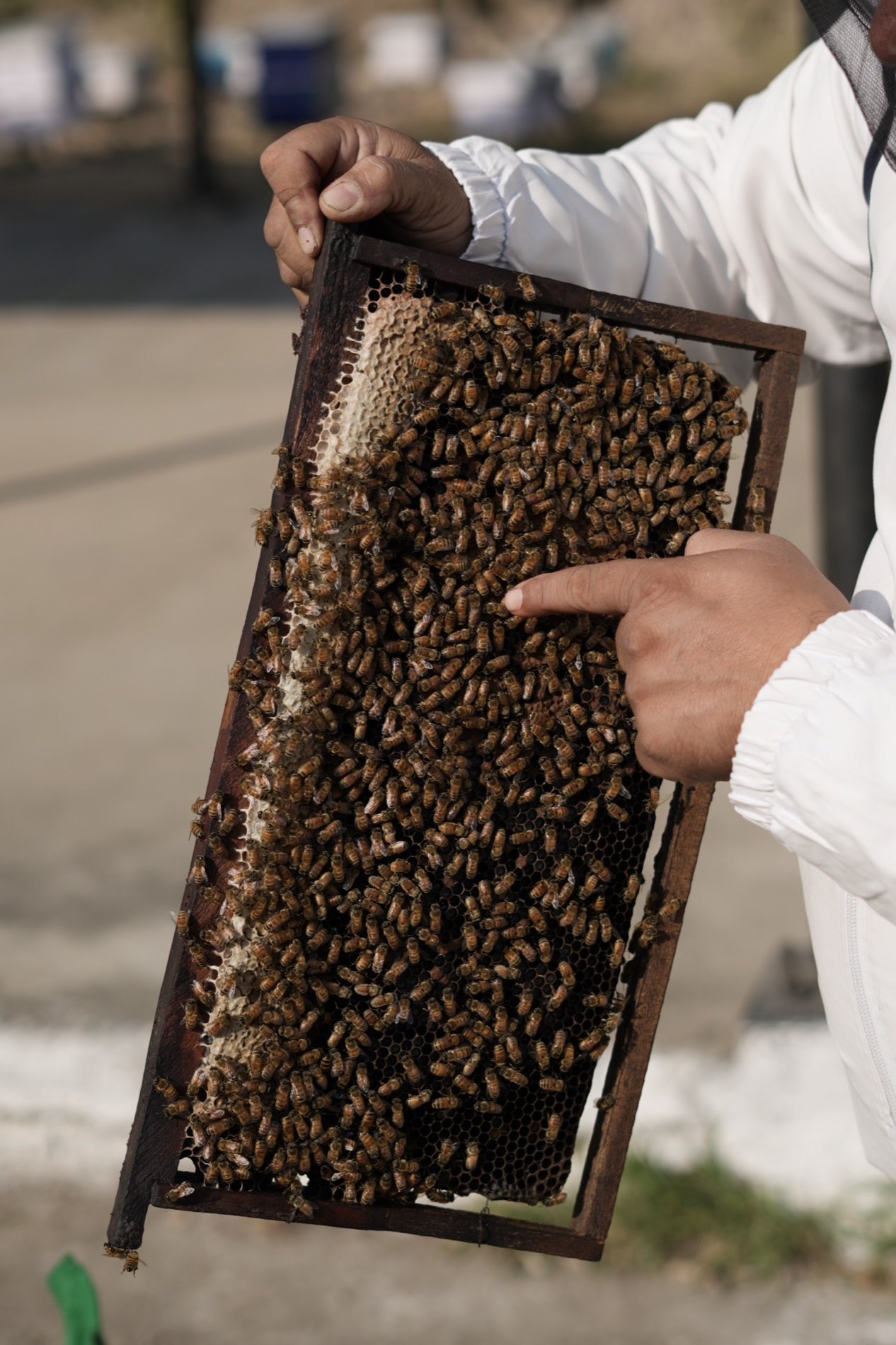 A frame of raw Himalayan honeycomb, straight from the hive